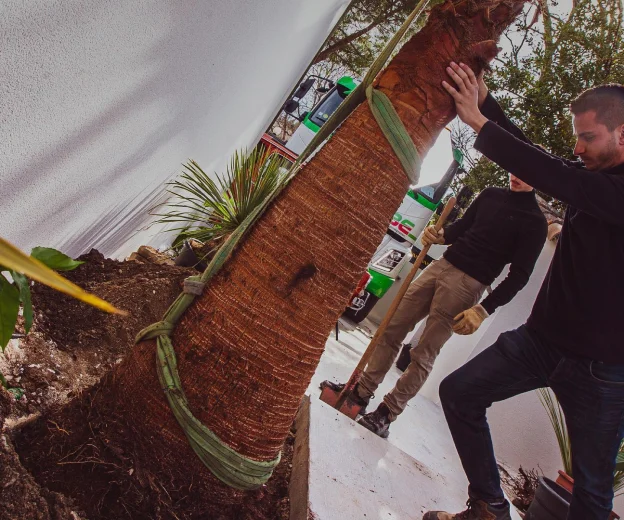 plantation de palmiers à Lunel Viel près de Montpellier dans l'Hérault 34