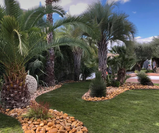 palmiers à Lunel Viel près de Montpellier dans l'Hérault 34