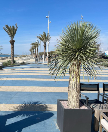 location de végétaux à Lunel Viel près de Montpellier dans l'Hérault 34